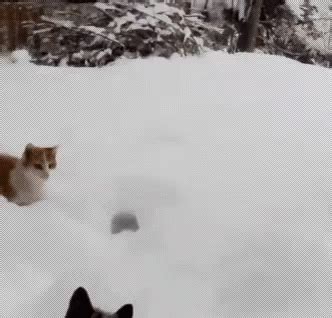 Cat Snow GIF - Cat Snow Jump - Discover & Share GIFs