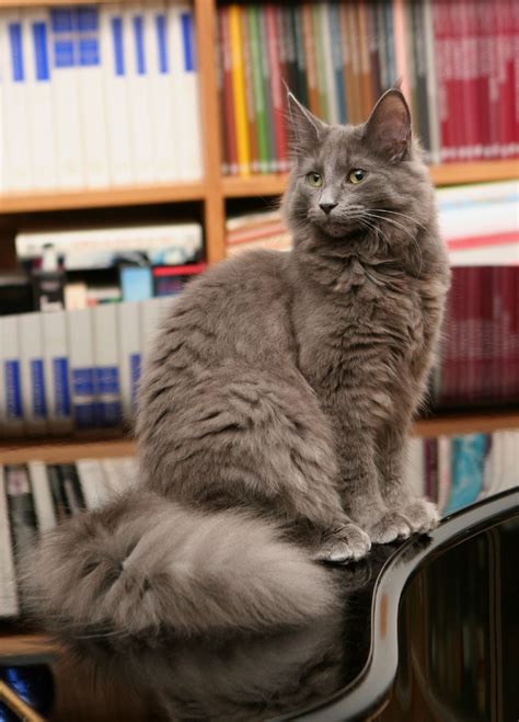 File:Grey Norwegian Forest Cat.jpg - Wikipedia