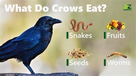 What Do Crows Eat? 15-Plus Foods They Love! - Unianimal