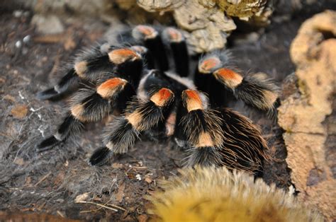 Brachypelma smithi by Kolazei on DeviantArt