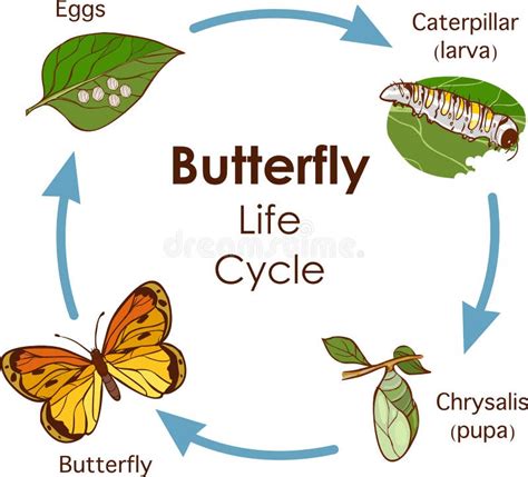 Vector life cycle diagram stock vector. Illustration of blue - 25567900