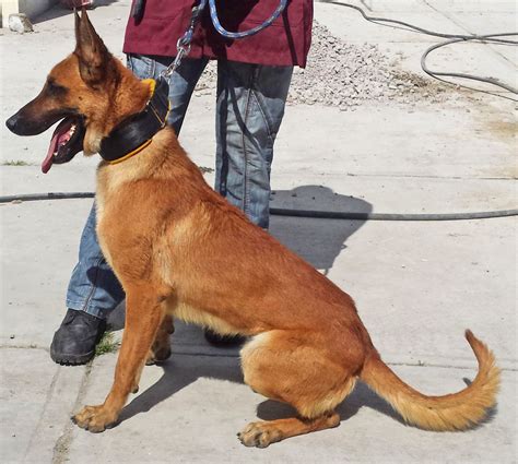 Mac | Belgian Malinois K-9 Police Dogs For Sale | Ruidoso Malinois