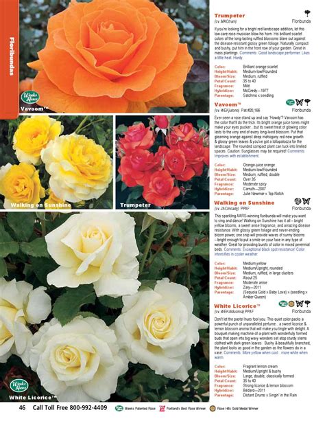 Weeks Roses 2013 Catalog by Kelly Carl - Issuu