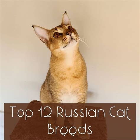 12 Beautiful Russian Breeds of Cats - PetHelpful