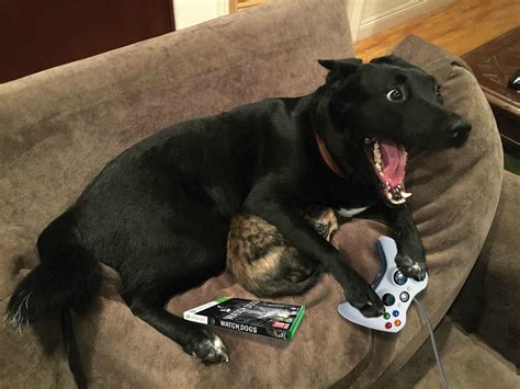 Dog Playing Videogames | Overly Excited Dog | Know Your Meme