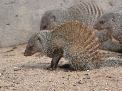 The Online Zoo - Banded Mongoose