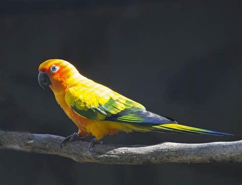 Pictures and information on Sun Parakeet