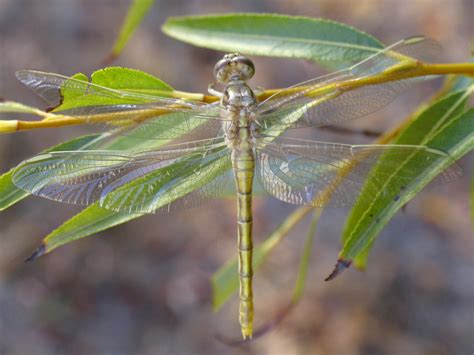 Dragonfly Metamorphosis by minesite on deviantART