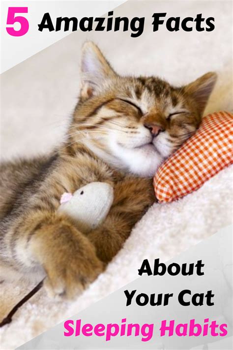 5 Amazing Facts About Your Cat's Sleeping Habits | Cat sleeping, Cat ...