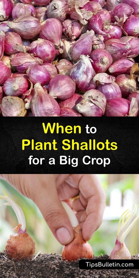 Shallot Growing - Awesome Tips for the Best Time to Plant Shallots