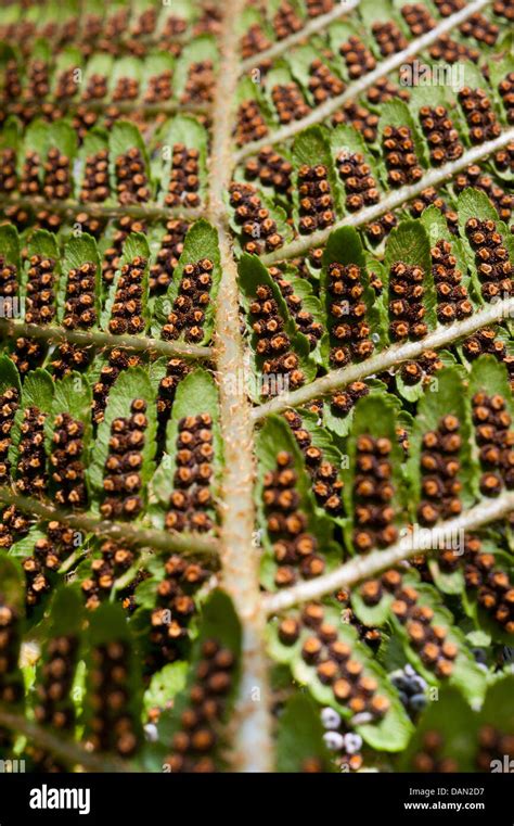 Fern Spores Stock Photos & Fern Spores Stock Images - Alamy