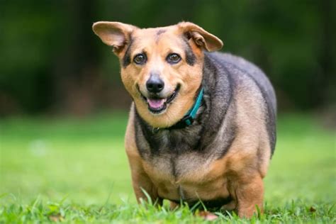 Joint Pain in Dogs: Causes, Symptoms & Treatment | Las Vegas