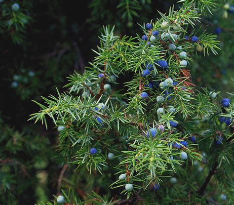 Free Images : tree, nature, branch, flower, fruitful, food, green, herb, evergreen, autumn ...