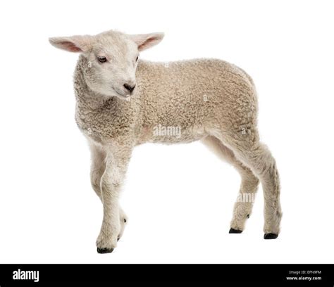 Lamb (8 weeks old) standing in front of white background Stock Photo - Alamy