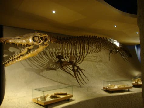 Fossil corals: Fossil corals : Museum Maastricht