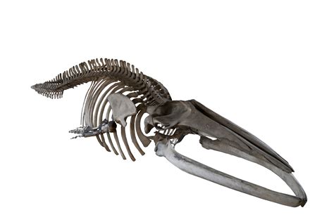 Whale skeleton 5 JPEG by Wess4u on DeviantArt