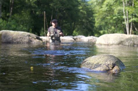 10 Best Dry Flies For Trout (2023 Buyer’s Guide) - Into Fly Fishing