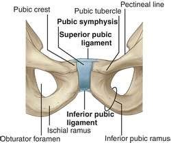 Chronic Groin Pain – More Than Just Osteitis Pubis - Newcastle Sports Medicine