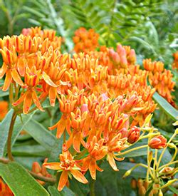 Milkweed - University of Florida, Institute of Food and Agricultural Sciences