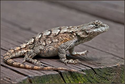 Eastern Fence Lizard | Sceloporus undulatus | Flickr - Photo Sharing!