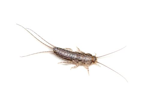 How to Identify Silverfish | AAI Pest Control Stockton, CA