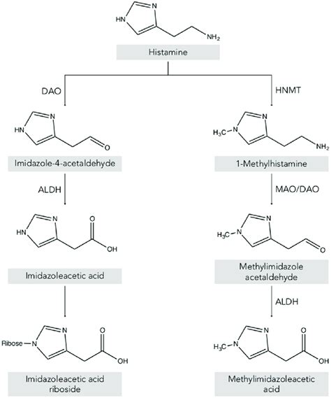 Histamine metabolism in humans. DAO: diamine oxidase; HNMT ...