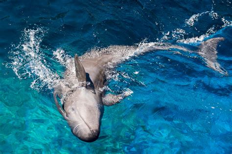 False Killer Whales The Friendly Master of Echolocation - Ocean Info