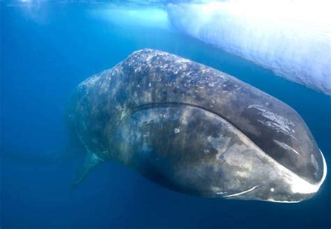 Bowhead Whale - Baleen of Arctic Waters | Animal Pictures and Facts | FactZoo.com