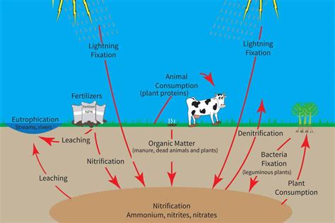 How Do Plants Use Nitrogen?