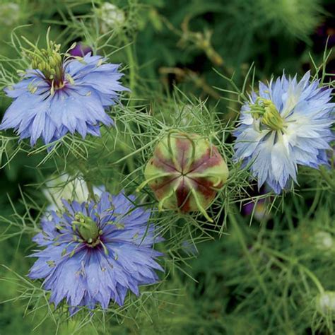 Love-In-A-Mist "Miss Jekyll" - 250 seeds - Worldseedsonline