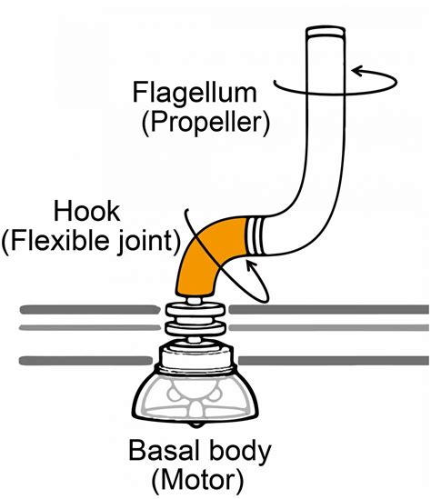 The bacterial flagellum [IMAGE] | EurekAlert! Science News Releases