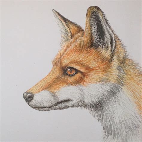 Red Fox – BEGINNERS & IMPROVERS NATURAL HISTORY COLOURED PENCIL DRAWING ...