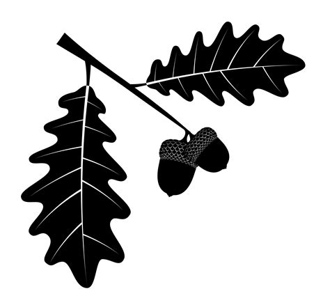 oak acorns with leaves black outline silhouette vector illustration 493041 Vector Art at Vecteezy
