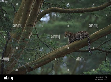 Cheetah sitting on a tree branch Stock Photo - Alamy