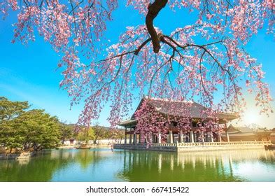 Gyeongbokgung Palace Cherry Blossom Tree Spring Stock Photo (Edit Now ...