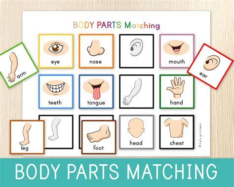 Parts Of The Body Learning Chart