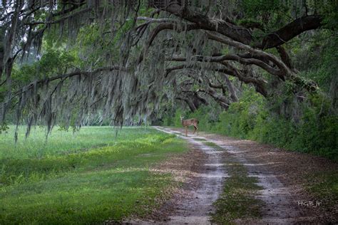 Edisto Island, SC | Harold Burnley | Flickr