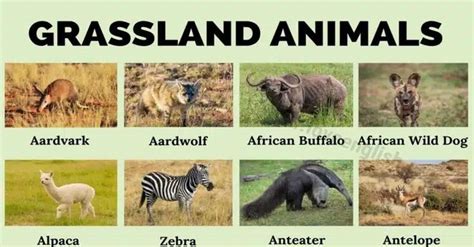 Grassland Animals: List Of 75 Animals That Live In Grassland - Love English Grassland Biome ...