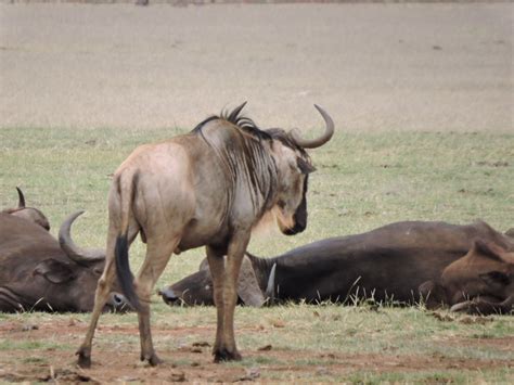 Wildebeest-Ngorongoro Crater Tanzania | Wildebeest, Africa, Wildlife