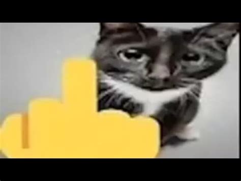 Top 5 Cat (Inspirado en @squewe/Inspired in squewe) - YouTube