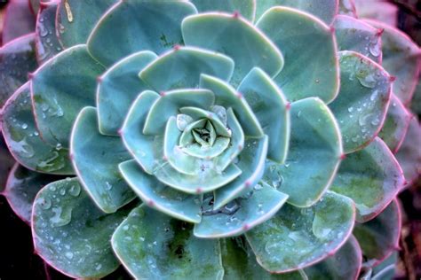 succulent after rain | Succulents, Flower garden, Plants