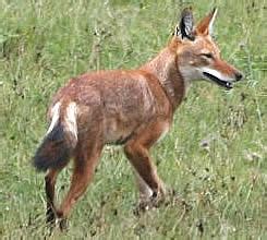 Ethiopian Wolf - Facts, Diet & Habitat Information