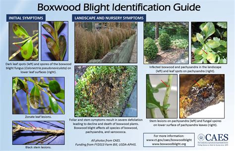 Boxwood Blight