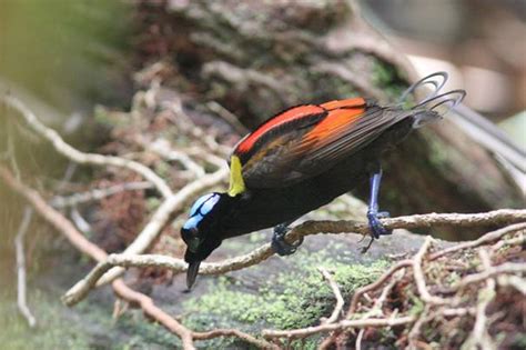 Birdwatching Trip Report from West Papua