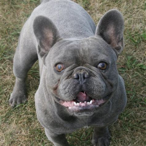 Blue French Bulldog Pictures And Video - American Bully And Bulldog Upliftment Blog