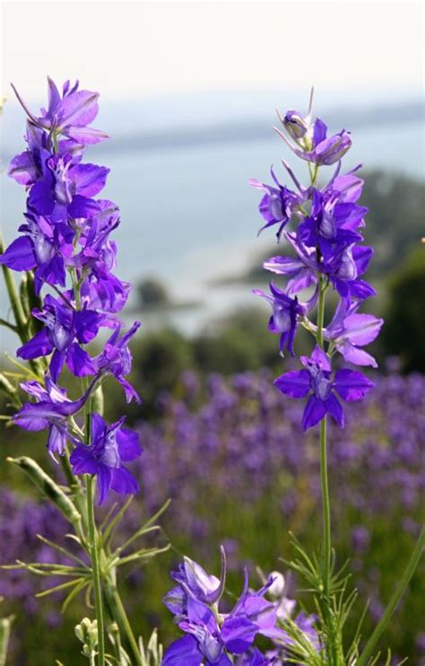 Download free photo of Larkspur, blue, flower, blossom, bloom - from ...