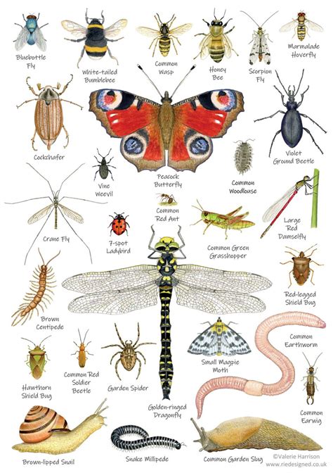 British Minibeasts, Invertebrates Identification A5 Card Postcard