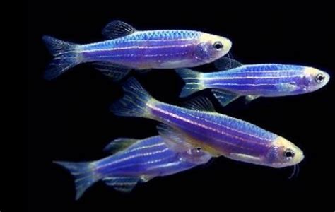 Cosmic Blue Danio Glofish - Glofish - Danio rerio | Tank Facts