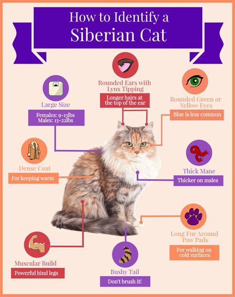 Five Physical Characteristics to Identify a Siberian Cat - Siberian Cats | Siberian cat ...