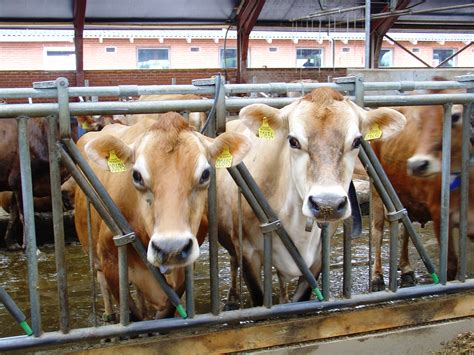 Purchasing Cattle - Shop - Kingshay